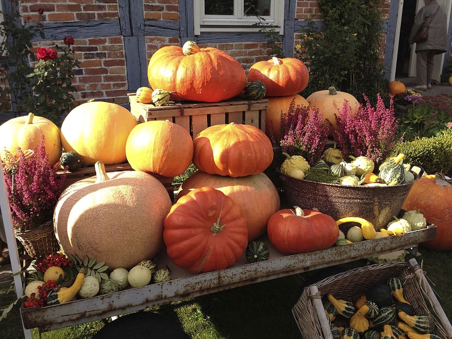 orange pumpkins, pumpkin, halloween, pumpkin festival, autumn, vegetables, harvest, food and drink, food, freshness