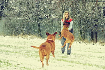 snow-dog-bordeaux-dogue-royalty-free-thumbnail.jpg