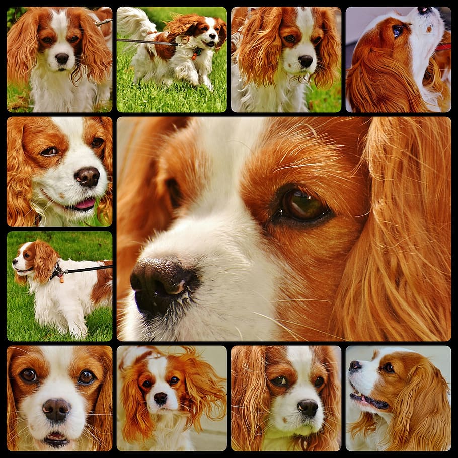 cão, rei cavalier charles spaniel, colagem, engraçado, animal de estimação, animal, pele, marrom, branco, bonito