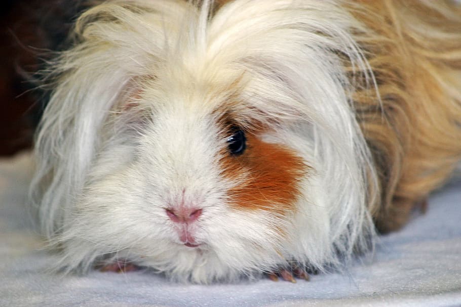 guinea pig, lunkarya, long haired guinea pigs, white red black, lure, from the front, close, portrait, pet, guinea pig house