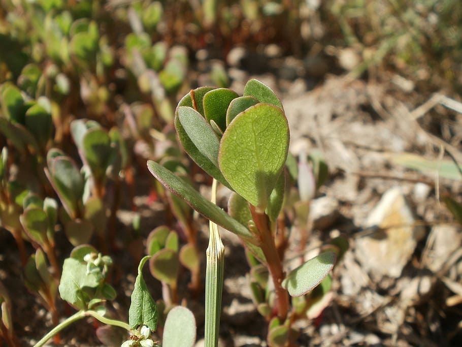 portulaca oleracea, purslane, little hogweed, flora, plant, botany, species, growth, leaf, plant part