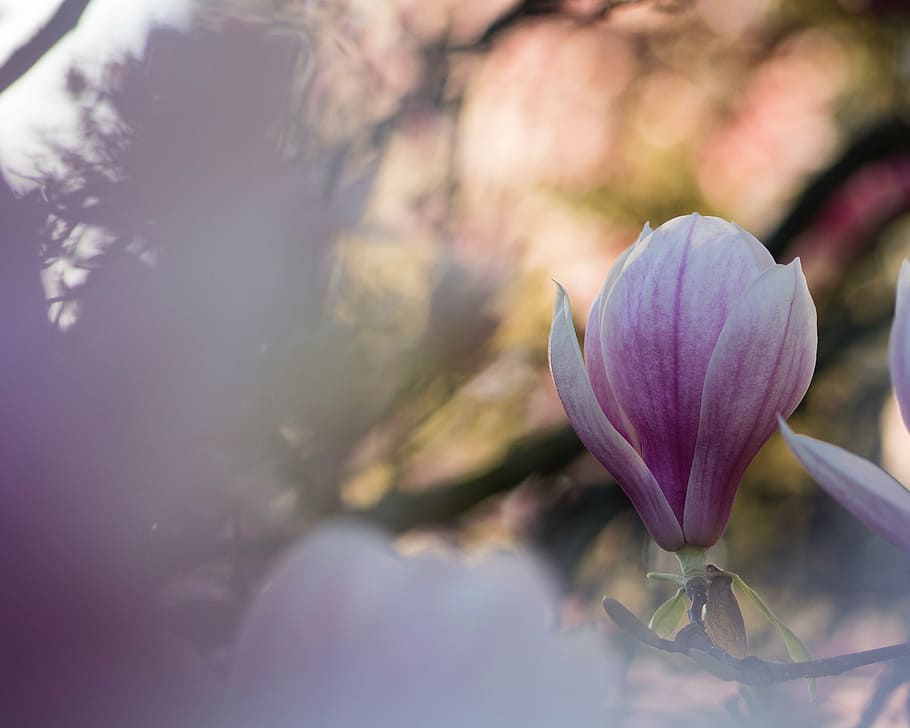 closeup, pink, magnolia flower, purple, petal, flower, bloom, nature, plant, blur