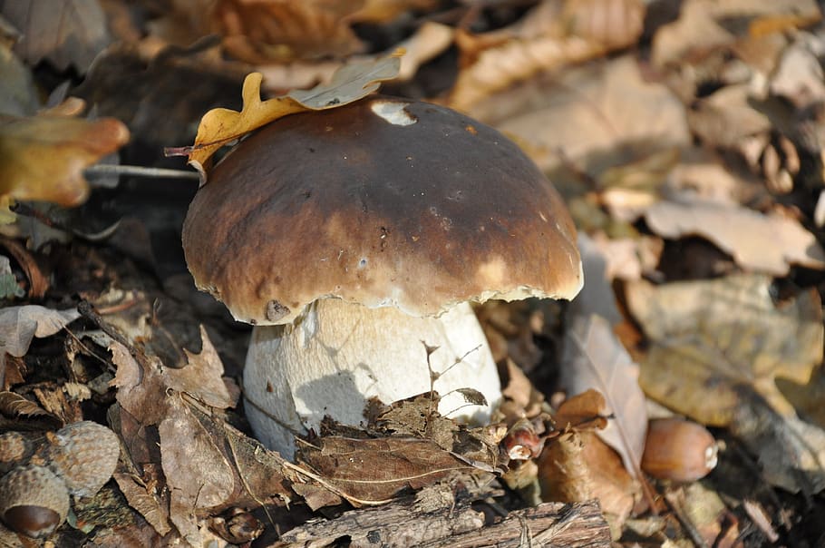 boletus, cep, collection, wood, forest, fall, fungus, undergrowth, nature, trees
