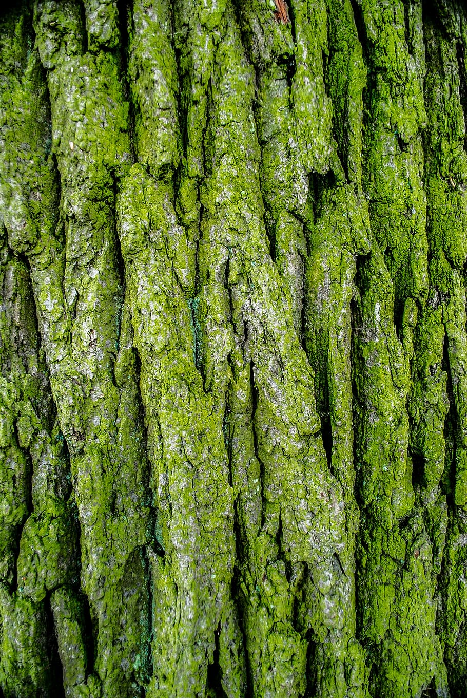 the bark, tree, moss, green, forests, green color, full frame, plant, growth, backgrounds