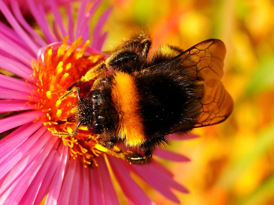 nature, insect, flower, apiformes, plant, animals, bumblebee gas, closeup, garden, bombus