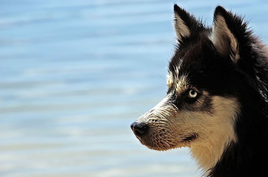 black, white, siberian, husky, body, water, dog, dog breed, siberian husky, animal