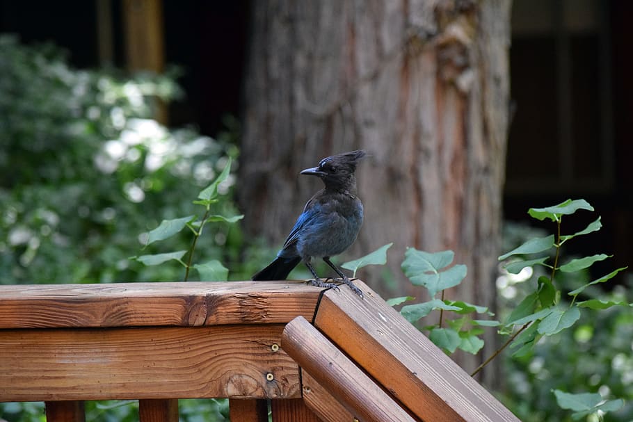 Blue Jay, Woods, Cabin, Nature, jay, bird, blue, wildlife, forest, birding