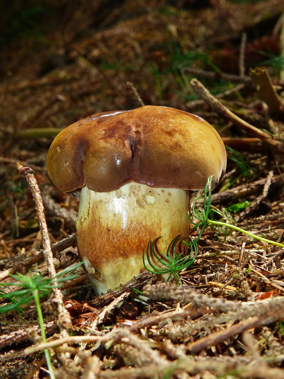 black mushroom, dark brown cap, cep, rac, mushroom, forest mushroom, edible, close, tasty, mushroom picking
