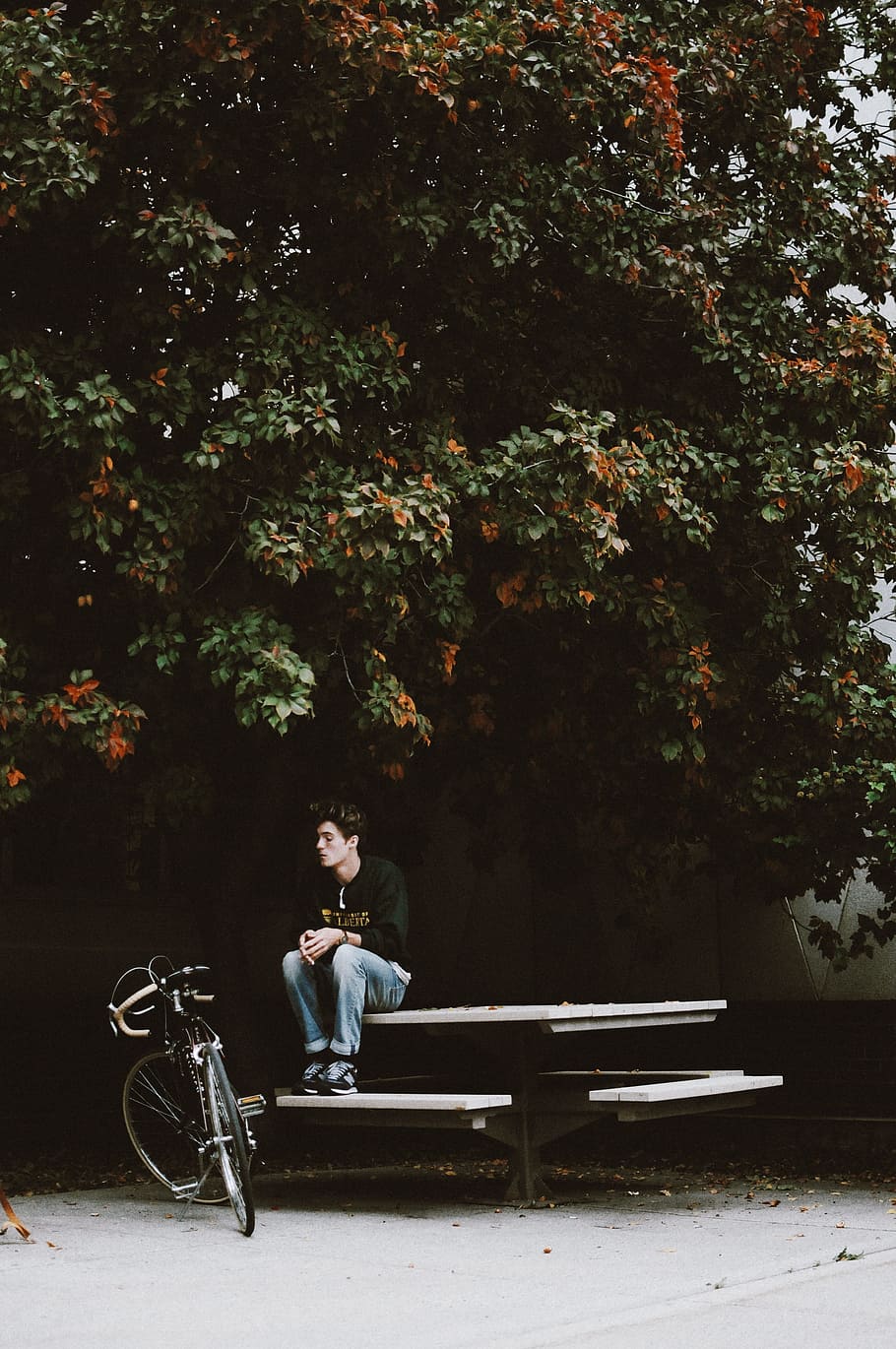 tree, plant, outside, table, bench, bike, bicycle, people, guy, alone