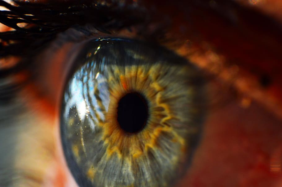 macro photography, person, eye, human eye, iris, macro, view, cornea, close up, vision