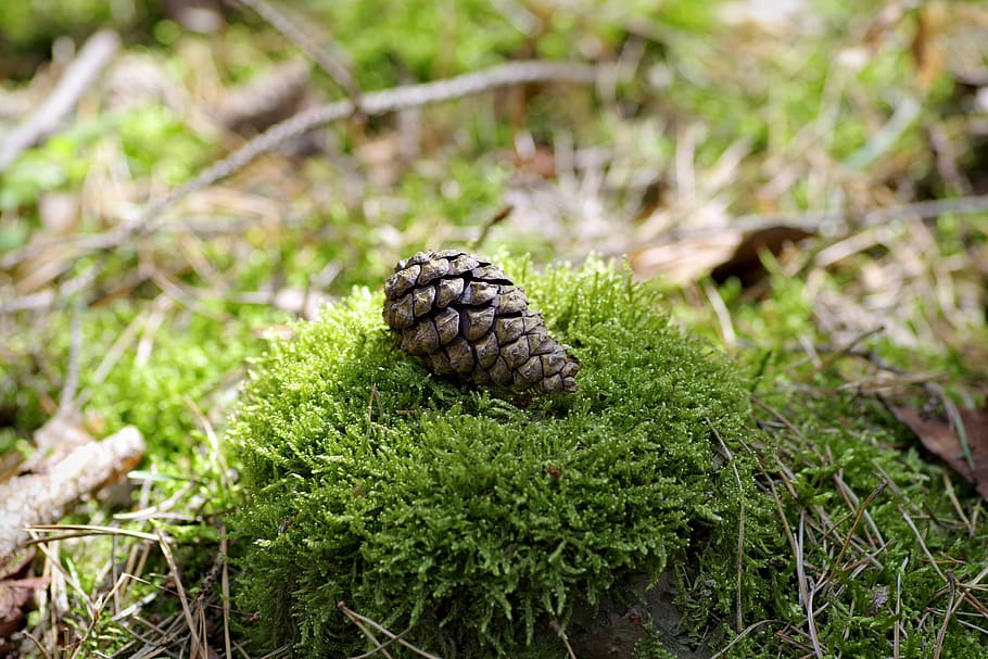 moss, undergrowth, the covering of the forest, forest, tree, cones, pine cone, trunk, old, mossy