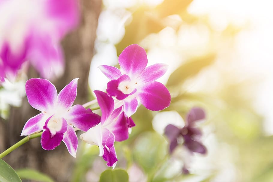 orchid, flower, purple, floral, blossom, decoration, summer, plant, petal, natural