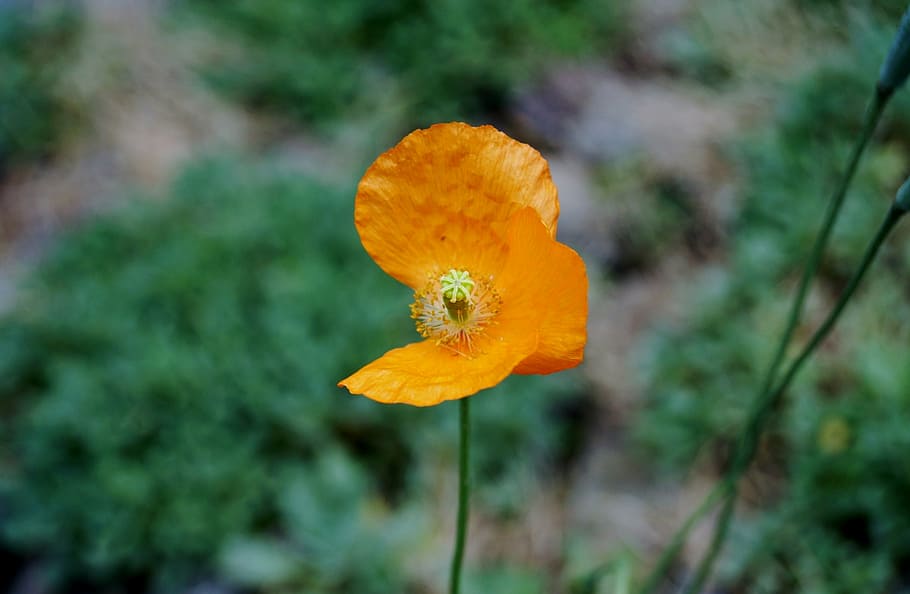 selective, focus photography, orange, poppy flower, bloom, flower, red weed, lonely, imperfect, imperfection