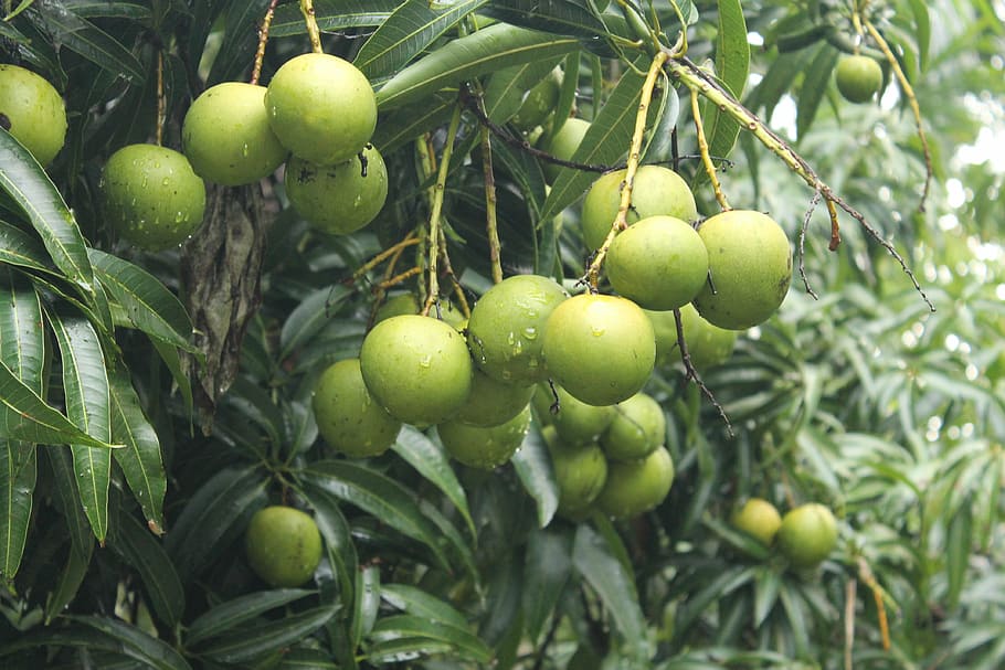 mangoes, trees, greenery, leaves, leafy, branches, unripe, sour, edible, fruits