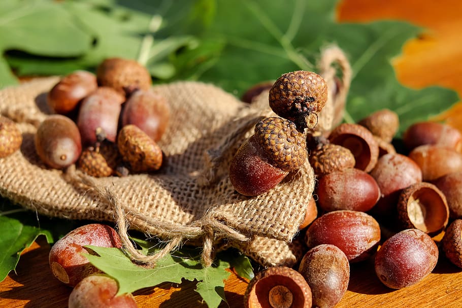 depth, field, hazelnuts, acorns, tree fruit, fruits, brown, shiny, oak leaves, american spitz oak