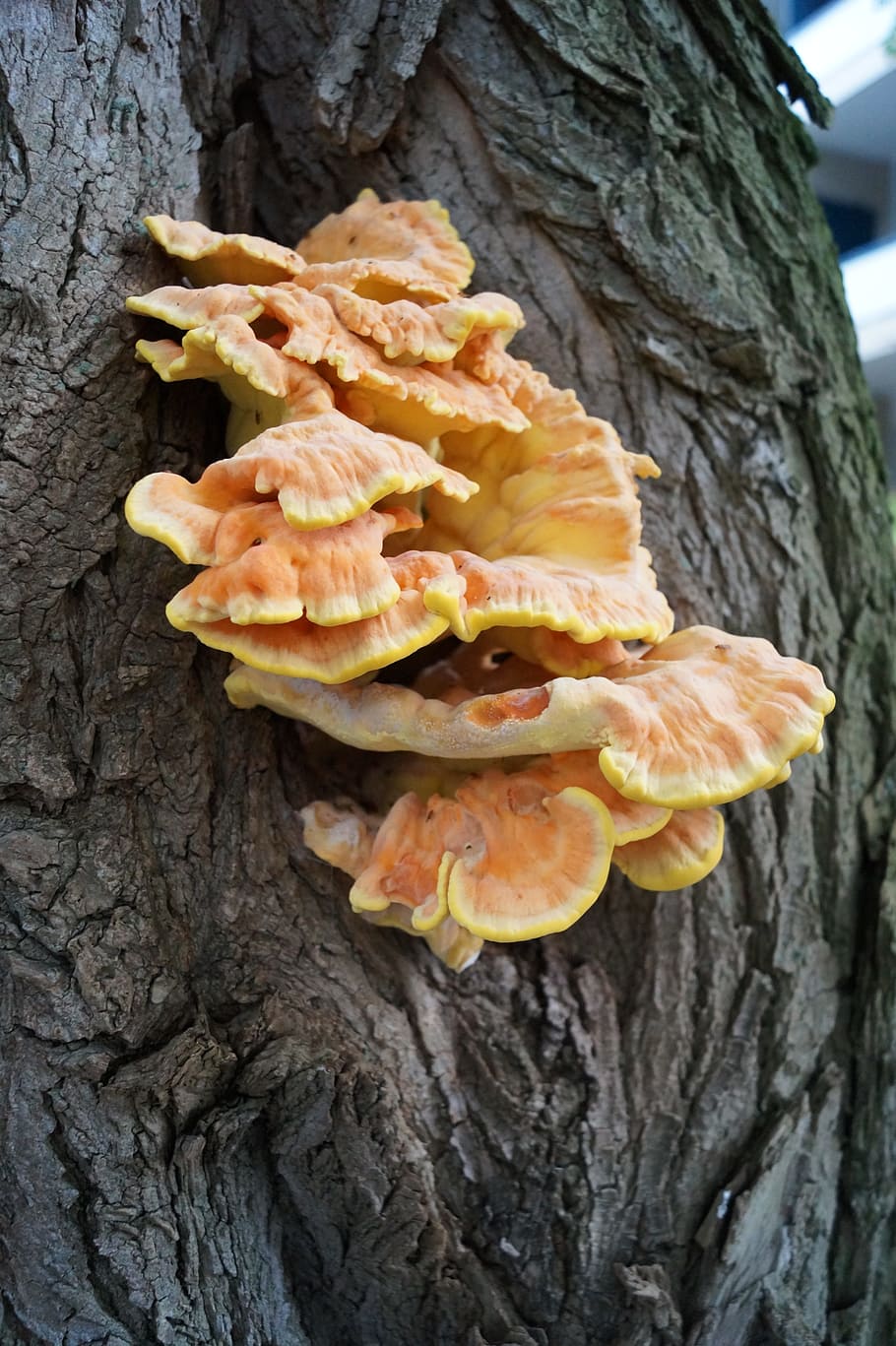 mushroom, log, neuss, befallner tree, tree trunk, trunk, plant, close-up, fungus, tree