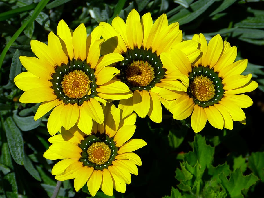 tutup, foto, bunga matahari, cape basket, osteospermum, cape daisy, paternoster semak, komposit, kuning, bunga