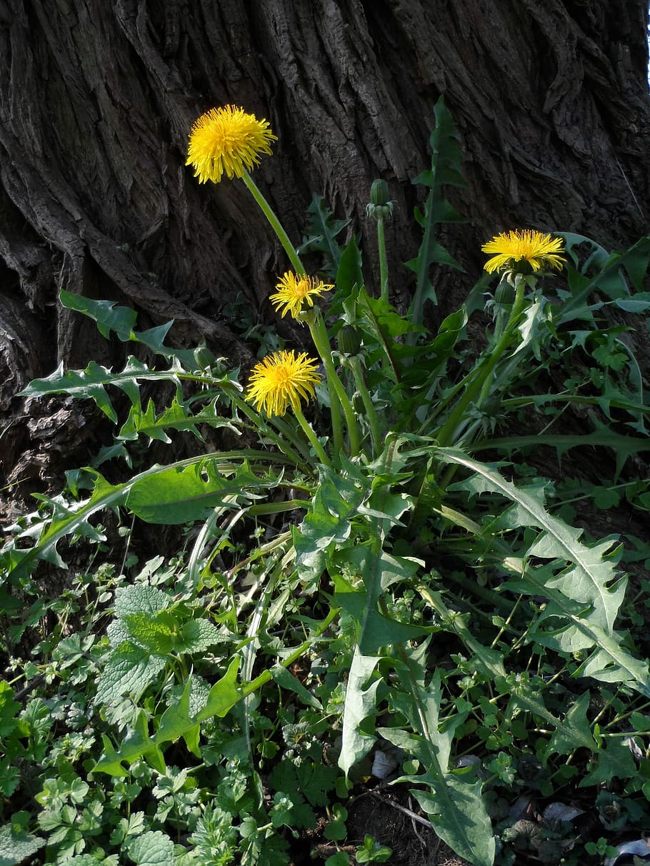 Dandelion, Blossom, Bloom, Yellow, Grow, plant, nature, composites, aster-like, green stuff