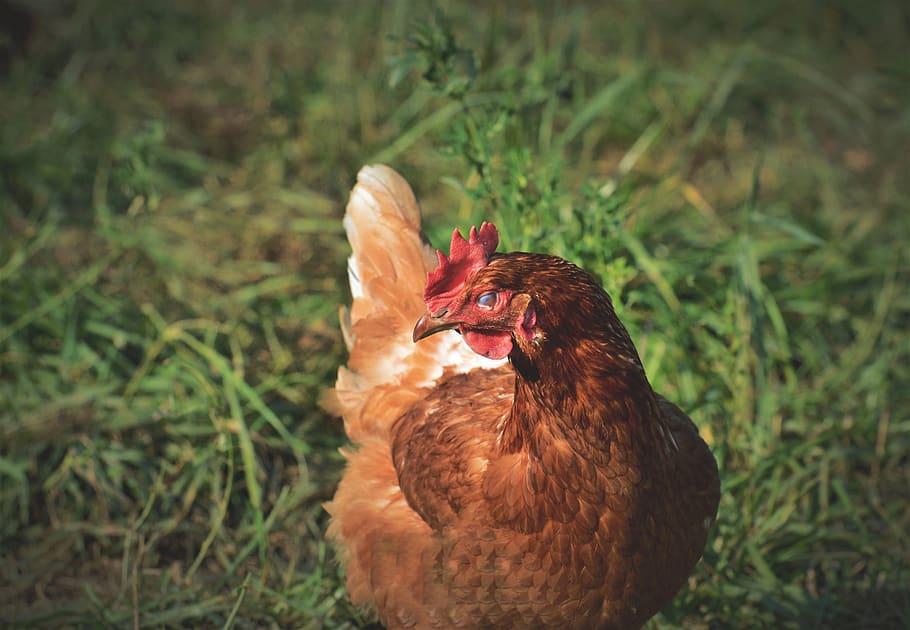 chicken, hen, poultry, livestock, outdoor, bird, farm, animal world, animal, agriculture
