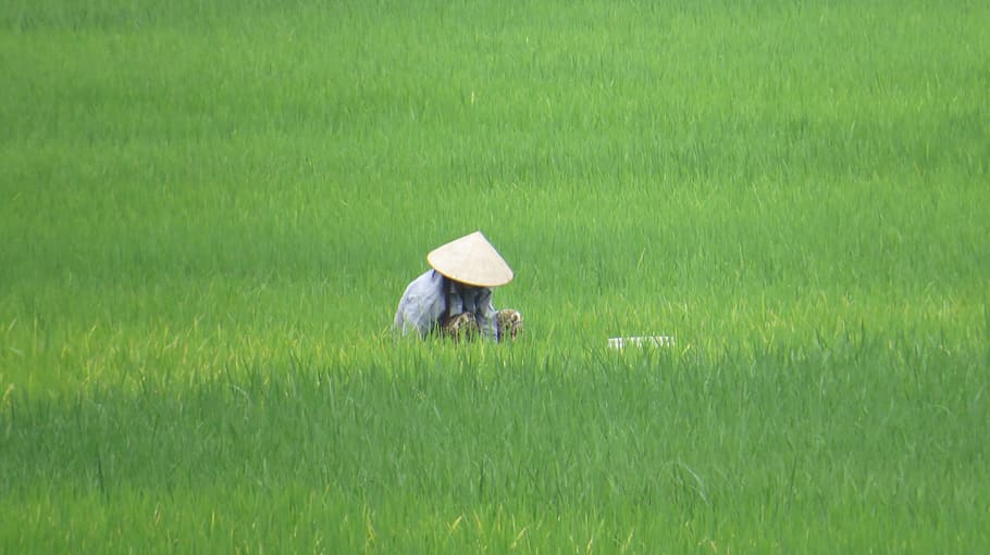 paddy, vietnam, farmer's wife, hat, asia, mai chau, plant, green color, occupation, agriculture