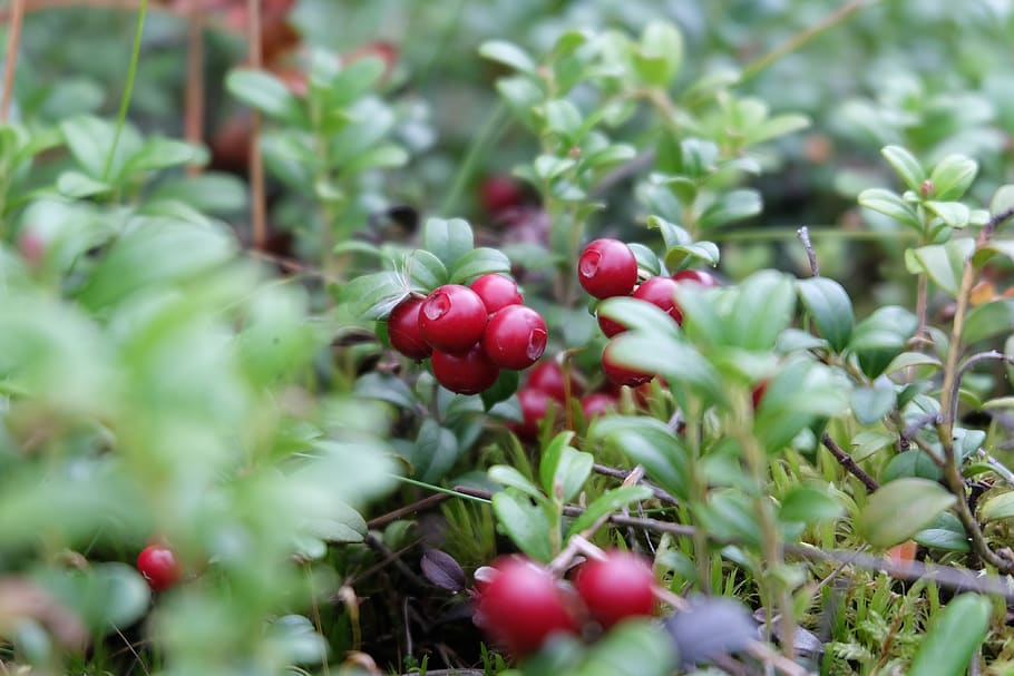berry, cranberries, finland, summer, tasty, freshness, forest, beauty, vitamins, tree stump
