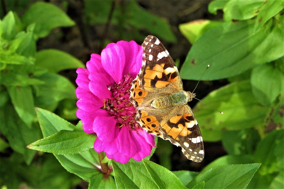 painted lady, flower, pink, bug, flowers, wing, bloom, insects, vegetable, animal world