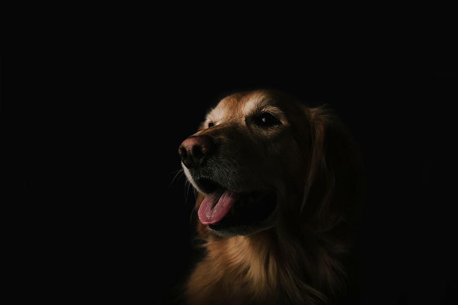 short-coated brown dog, dog, animal, golden, retriever, happy, golden retriever, dark, mammal, pets