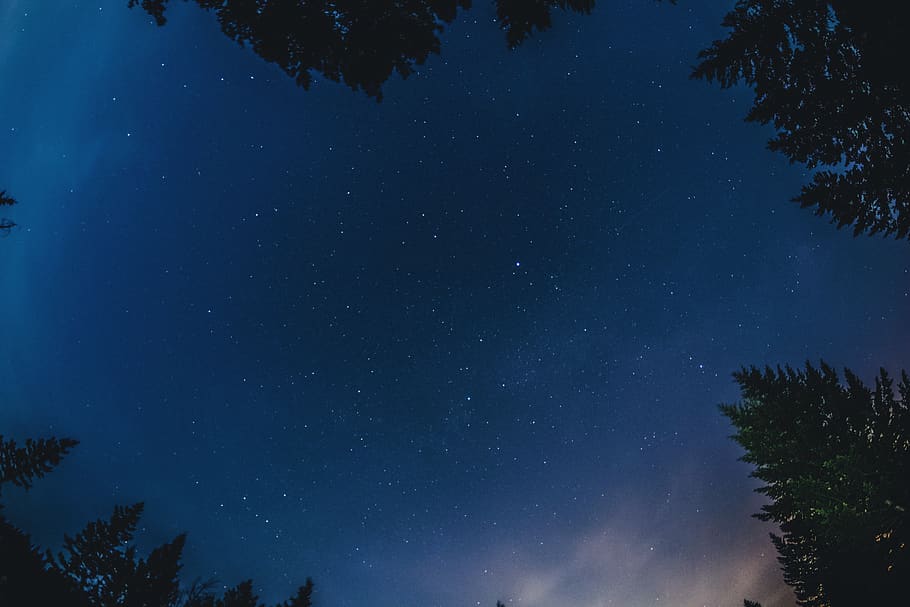 trees, nature, night, stars, sky, tree, star - space, astronomy, plant, space
