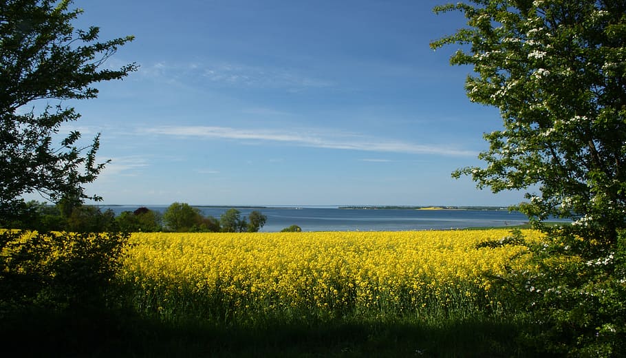 mark, yellow, natural, denmark, oilseed rape, view, landscape, flowers, plant, beauty in nature