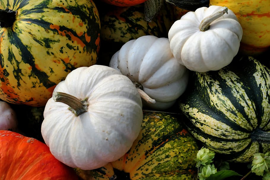 labu, syukur, musim gugur, panen, Sayuran, pertanian, dekorasi musim gugur, dekorasi, makanan, sehat