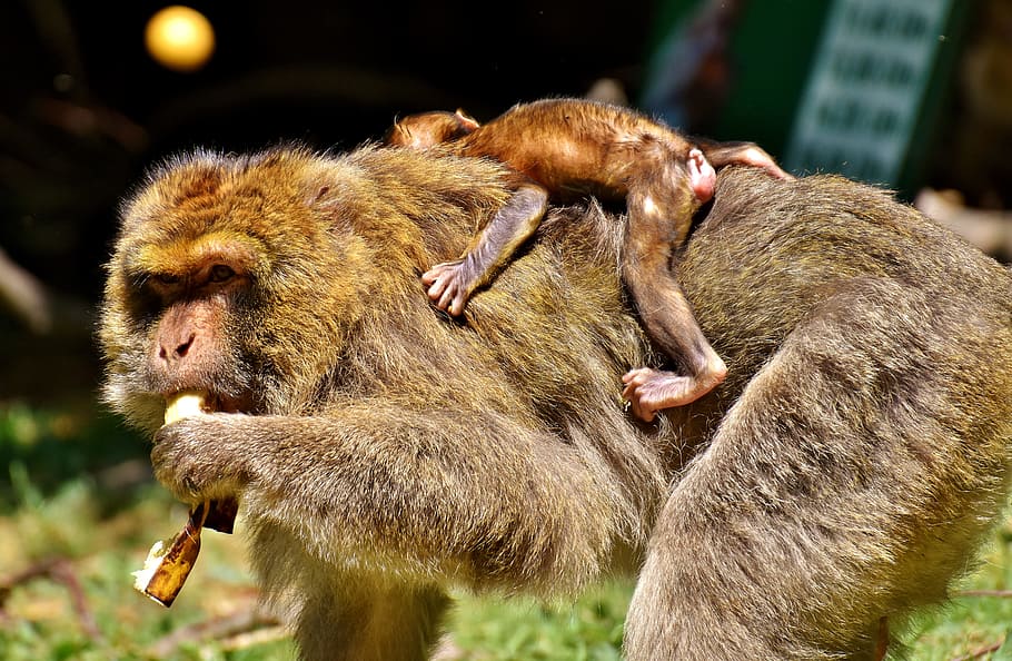 Baby Monkey, Barbary Ape, mono, especies en peligro de extinción, mono montaña salem, animal, animal salvaje, zoológico, animales en estado salvaje, fauna animal
