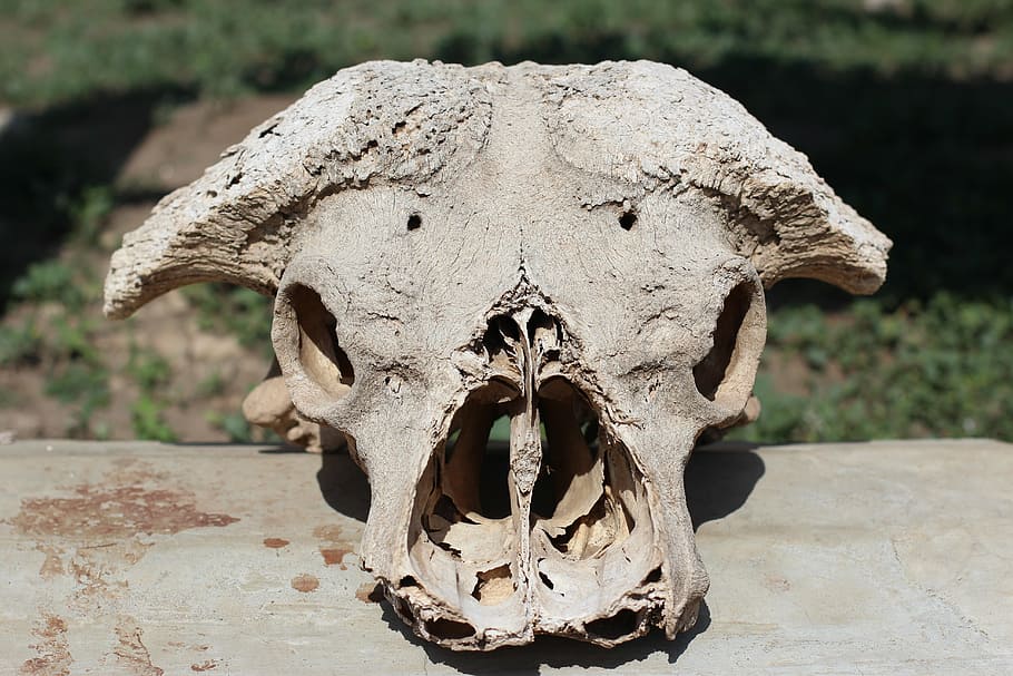 skull, bone, head, death, bones, skeleton, skull and crossbones, animal skull, close-up, animal body part