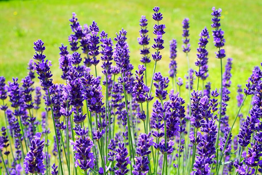 紫, 開花植物フィールド, ラベンダー, ラベンダー低木, ラベンダーブッシュ, 花, バイオレット, 植物, 開花ラベンダー, ラベンダー花