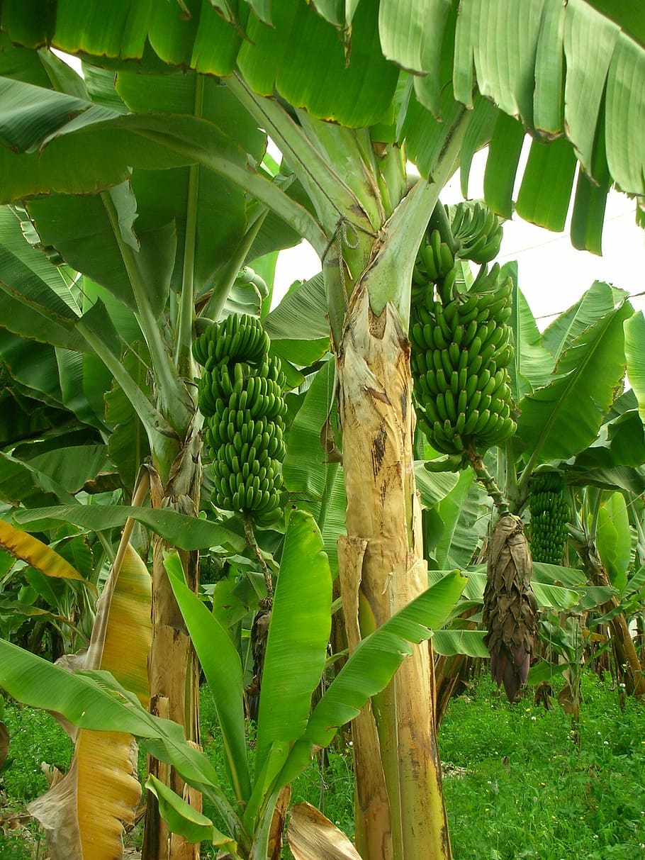 green, banana plant, daytime, bananas, banana trees, banana plantation, plantation, fruit growing, garden, growth