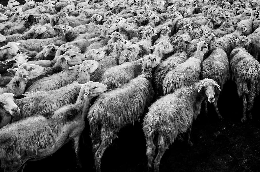 herd, white, sheep, blackandwhite, flocks, livestock, agriculture, farm, animal, wool