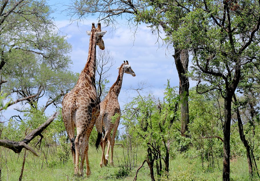 giraffes, safari, africa, giraffe, wildlife, nature, wilderness, landscape, african, savannah