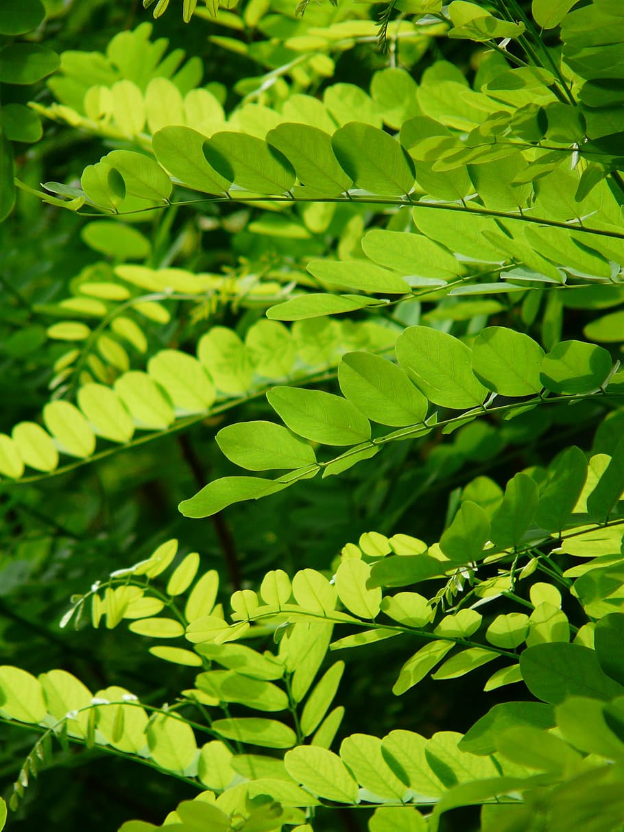 planta verde, hojas, verde, arce común, robinia pseudoacacia, robinia, falsa acacia, lluvia plateada, árbol, planta ornamental