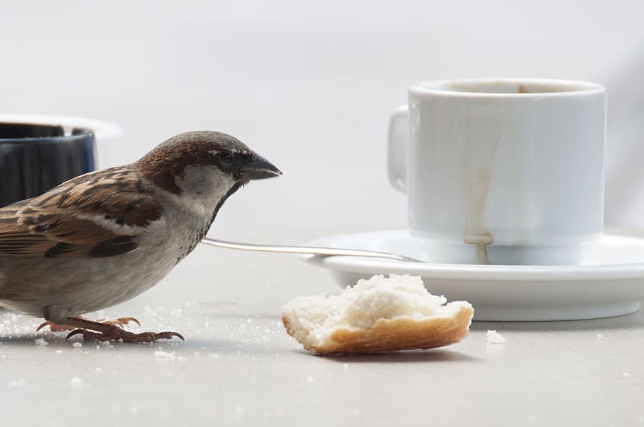 鳥, 動物, 羽, 小鳥, 朝食, 飼料, スズメ, プチ, フライ, ペットコーヒーカップ