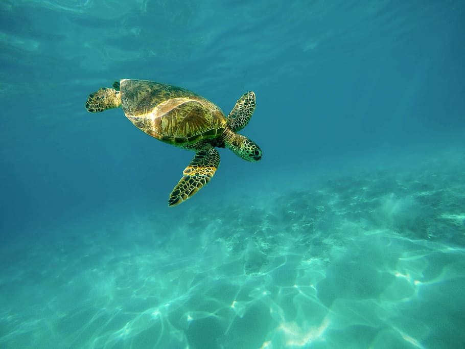 yellow, black, toirtoise, carapace, marine turtle, ocean, sea, sea turtle, swimming, tropical