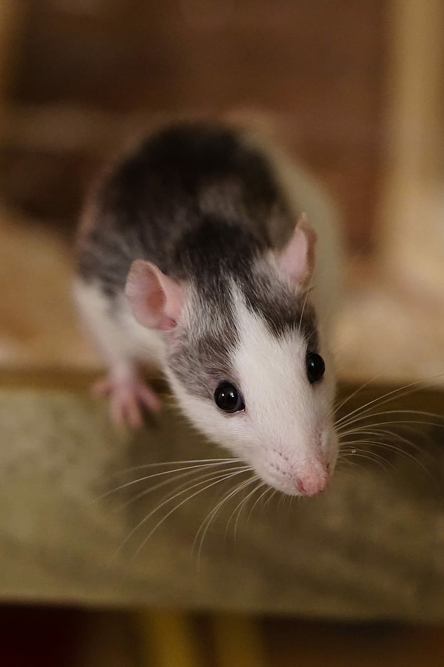 Rat, Color, Sweet, Smart, Rodent, color rats, nager, animal, ears, mammal