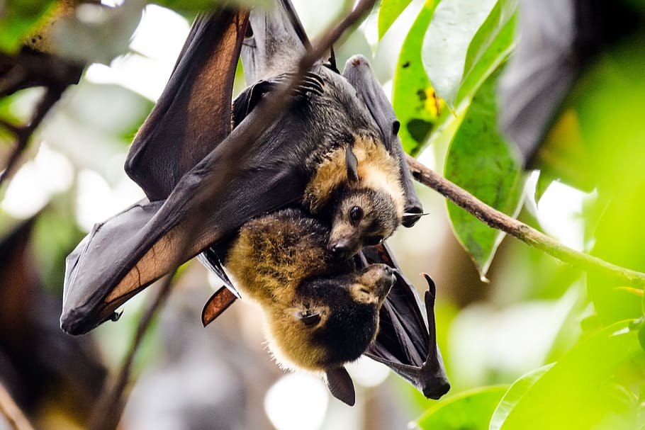 bats, flying foxes, spectacled flying fox, wildlife, nature, cairns, australia, bat, pup, animal