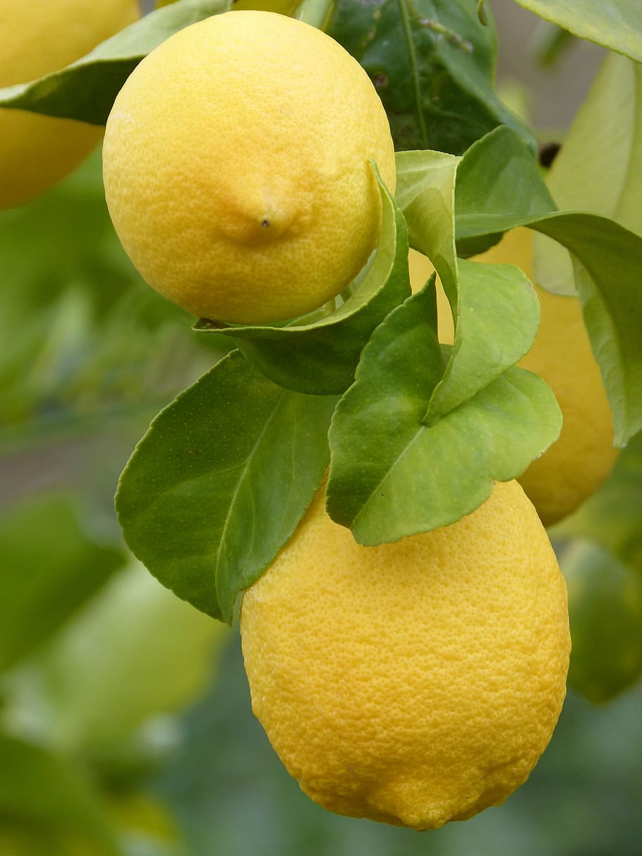 lemon, citric, fruit, mediterranean, leaf, plant part, food, food and drink, healthy eating, growth