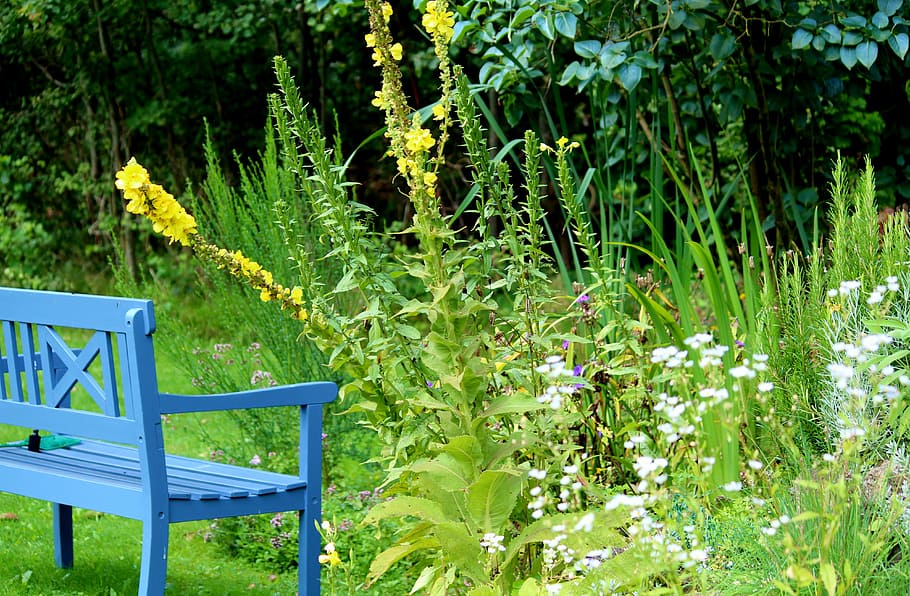 empty, bench, plants, garden bench, garden pond, plant, oasis, rest, relaxation, wild flowers