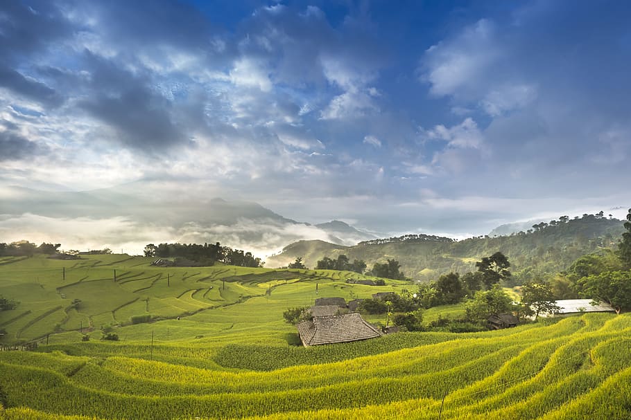 llanuras de arroz, nublado, cielo, vietnam, arroz, campo de arroz, ha giang, terrazas, hoang su phi, viajar