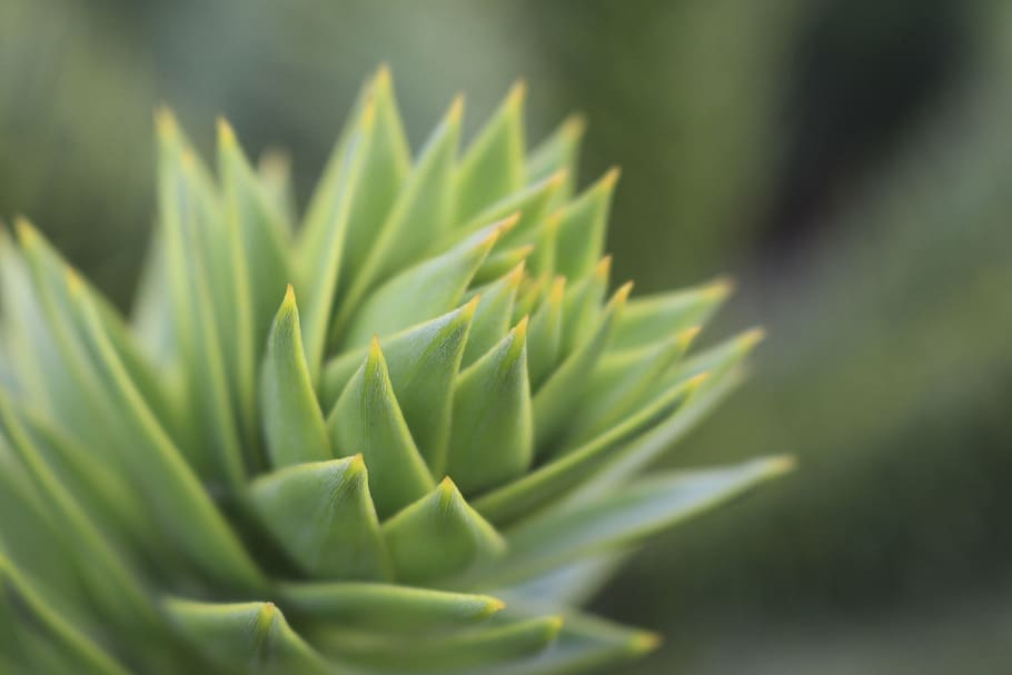 green leafed plant, plant, garden, leaves, green, sharp, succulent Plant, nature, cactus, aloe