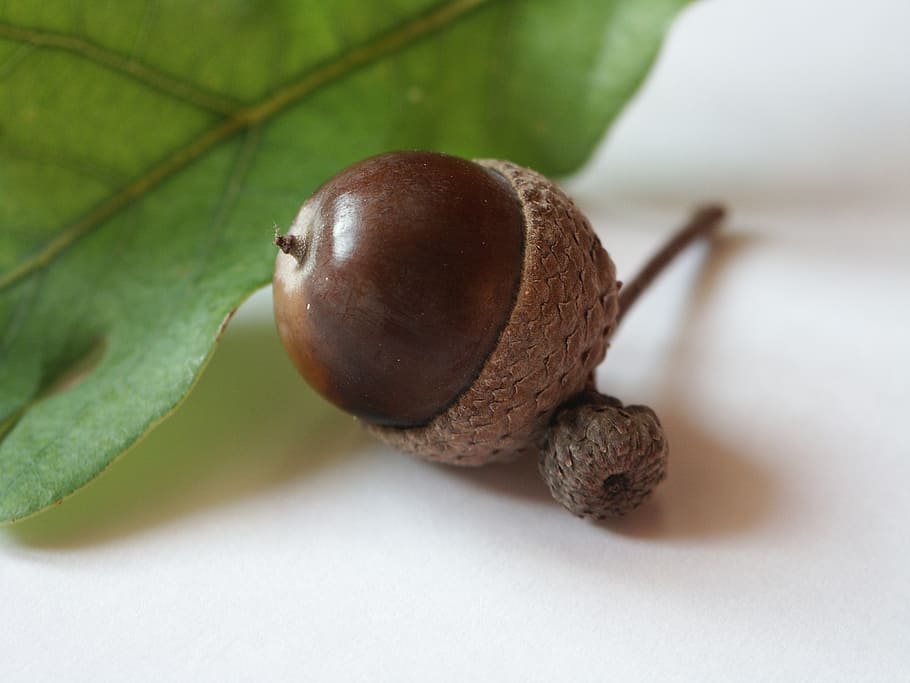 acorn, autumn, brown, close-up, healthy eating, food, food and drink, fruit, wellbeing, nut