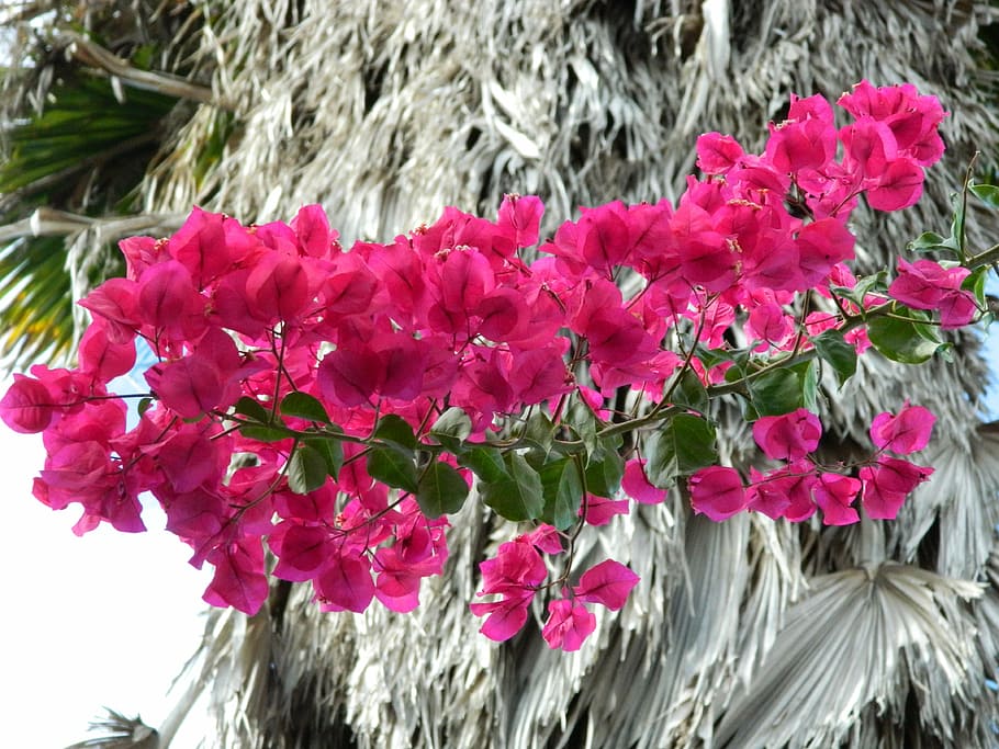 bougainvillea, flower, pink, nature, pink flowers, spring, petal, garden, plant, natural