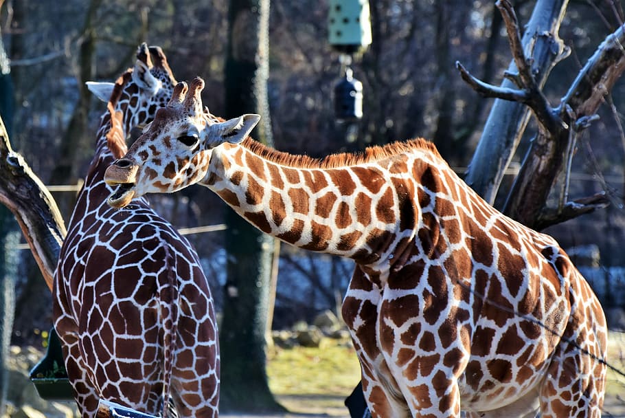 two, brown-and-white giraffes, standing, gray, tree, giraffe, neck, giraffe head, long jibe, wild animal