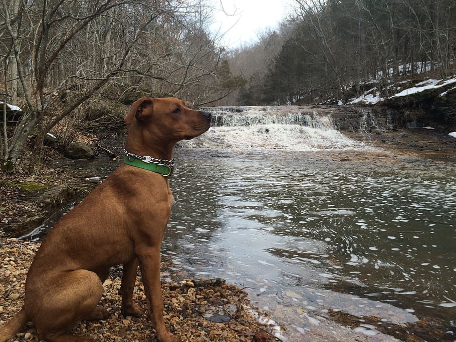 dog, hiking, boxer, pittbull, hike, nature, waterfall, sitting, winter, fall