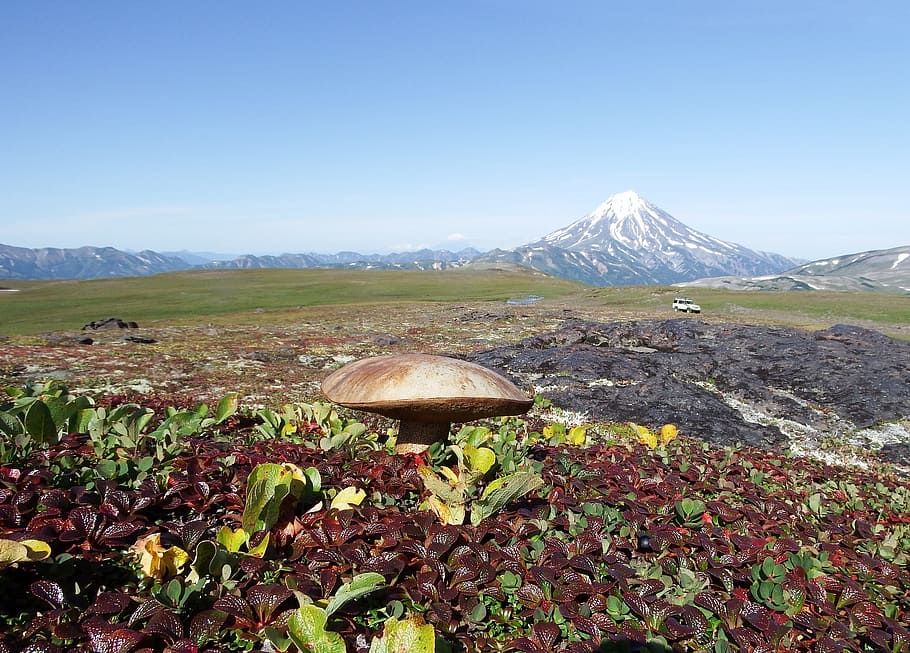 mountain tundra, mushrooms, autumn, nature, edible mushrooms, fall colors, purple, landscape, highlands, hill